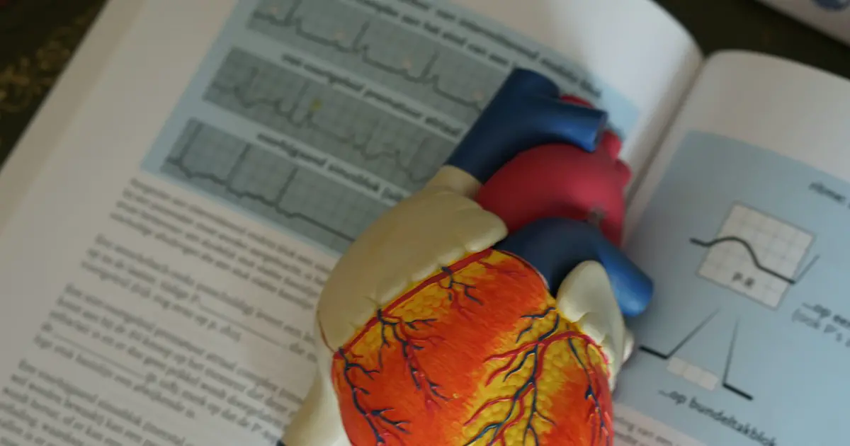 A heart model on an open biology textbook.